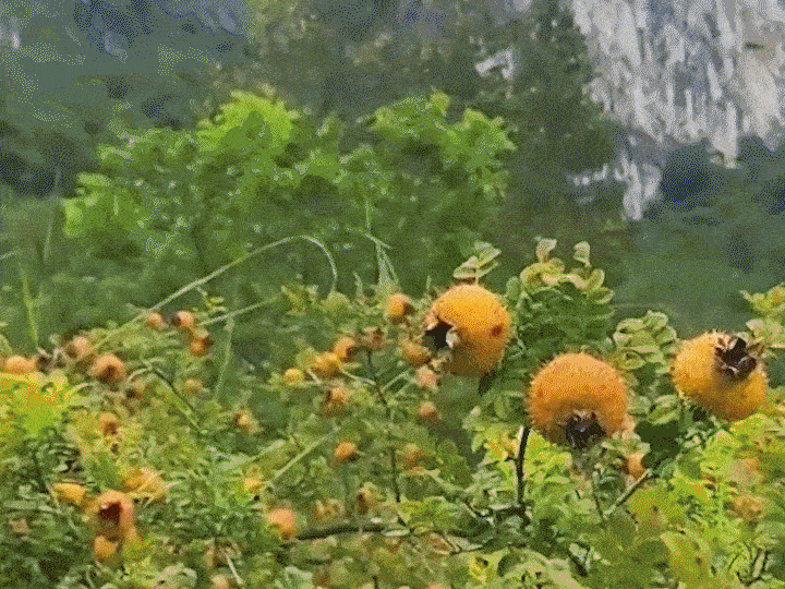 1711038663472396.gif